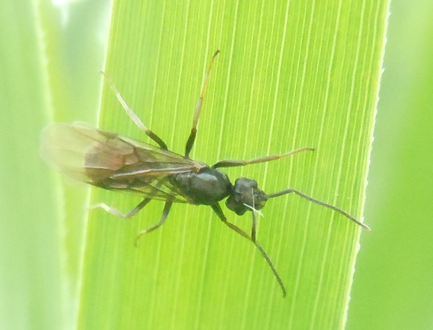 Formica alata:  Lasius (Lasius) sp., maschio